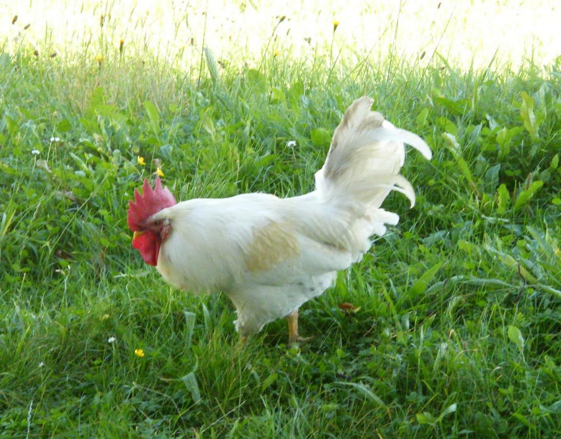Willa Hintereggerhof Pruggern Zewnętrze zdjęcie